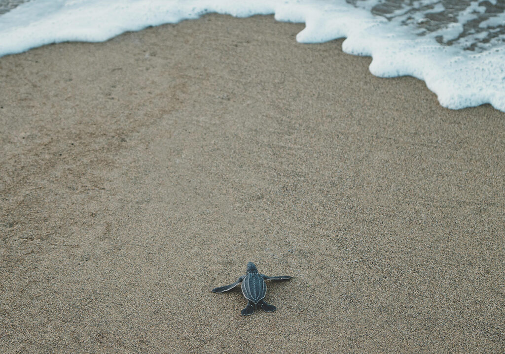 Queensland port design helps turtle hatchlings along